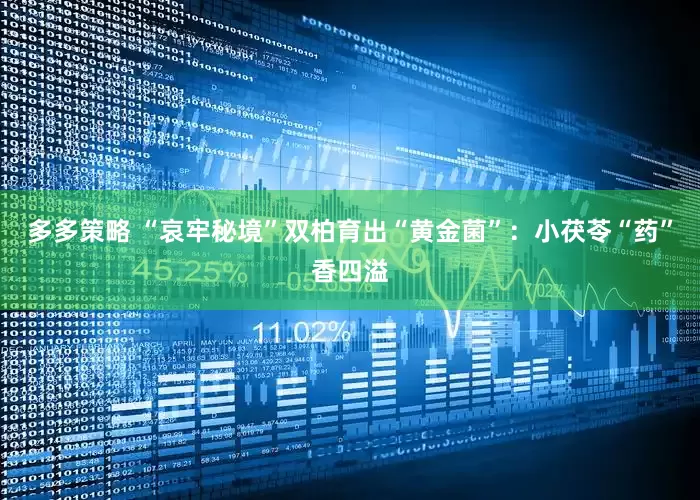 多多策略 “哀牢秘境”双柏育出“黄金菌”：小茯苓“药”香四溢